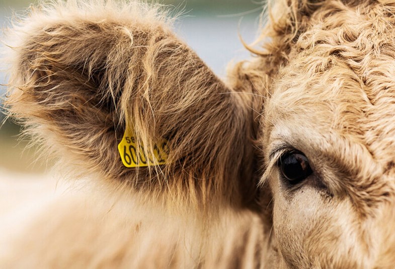 Muirhead Journal Cow Traceability Eartag Small